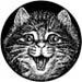 mb_cat
